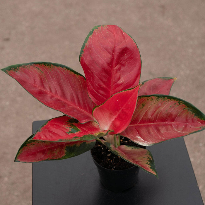 Gabriella Plants Aglaonema 4" Aglaonema 'Suksom Jaipong'