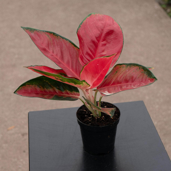 Gabriella Plants Aglaonema 4" Aglaonema 'Suksom Jaipong'