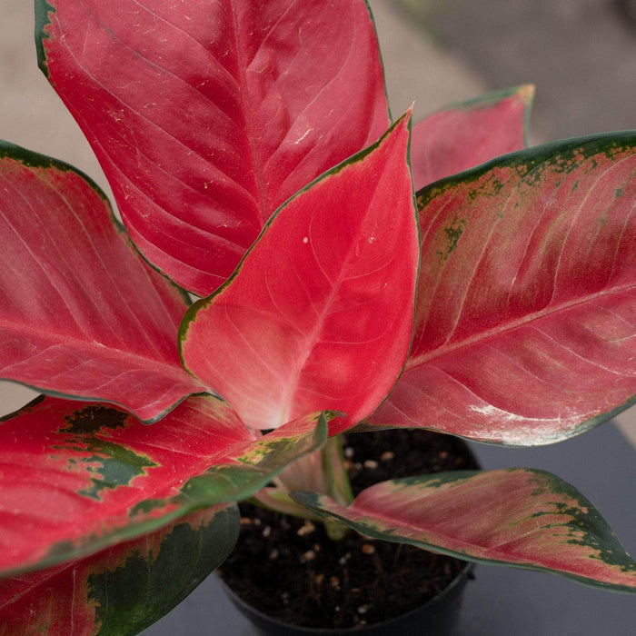 Gabriella Plants Aglaonema 4" Aglaonema 'Suksom Jaipong'