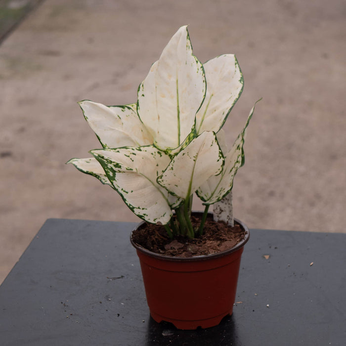 Gabriella Plants Aglaonema 4" Aglaonema 'Super White'