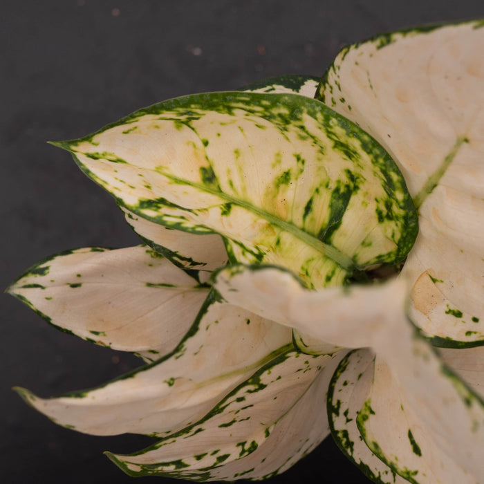 Gabriella Plants Aglaonema 4" Aglaonema 'Super White'