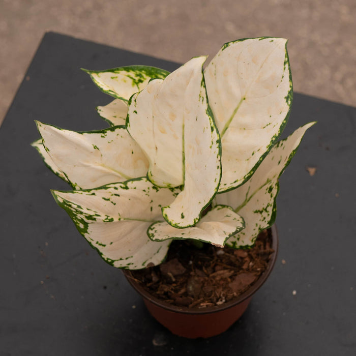 Gabriella Plants Aglaonema 4" Aglaonema 'Super White'