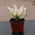 Gabriella Plants Aglaonema 4" Aglaonema 'Super White'