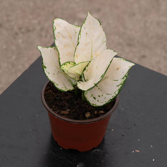 Gabriella Plants Aglaonema 4" Aglaonema 'Super White'