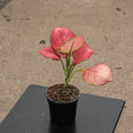 Gabriella Plants Aglaonema 4" Aglaonema 'Sweet Candy'