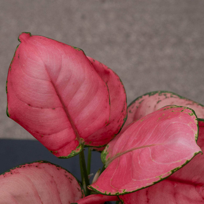 Gabriella Plants Aglaonema 4" Aglaonema 'Sweet Candy'