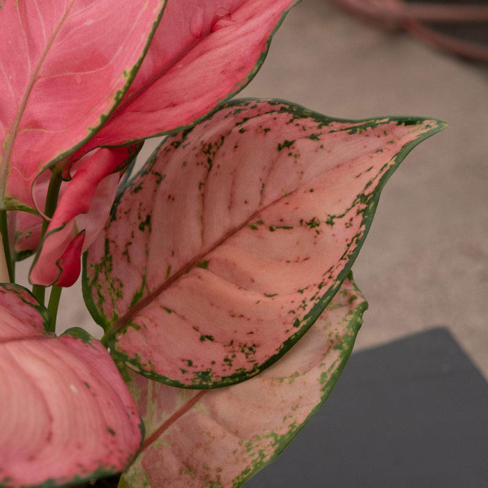 Gabriella Plants Aglaonema 4" Aglaonema 'Sweet Candy'