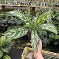 Gabriella Plants Agalonema 4" Aglaonema 'Tigress'
