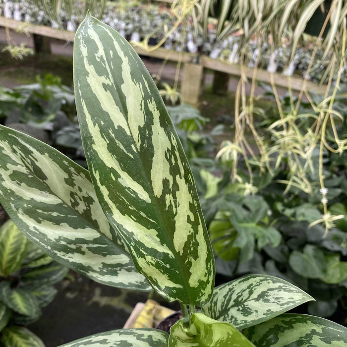 Gabriella Plants Agalonema 4" Aglaonema 'Tigress'