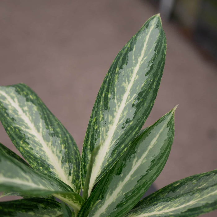 Gabriella Plants Other 4" Aglaonema 'White Rain'