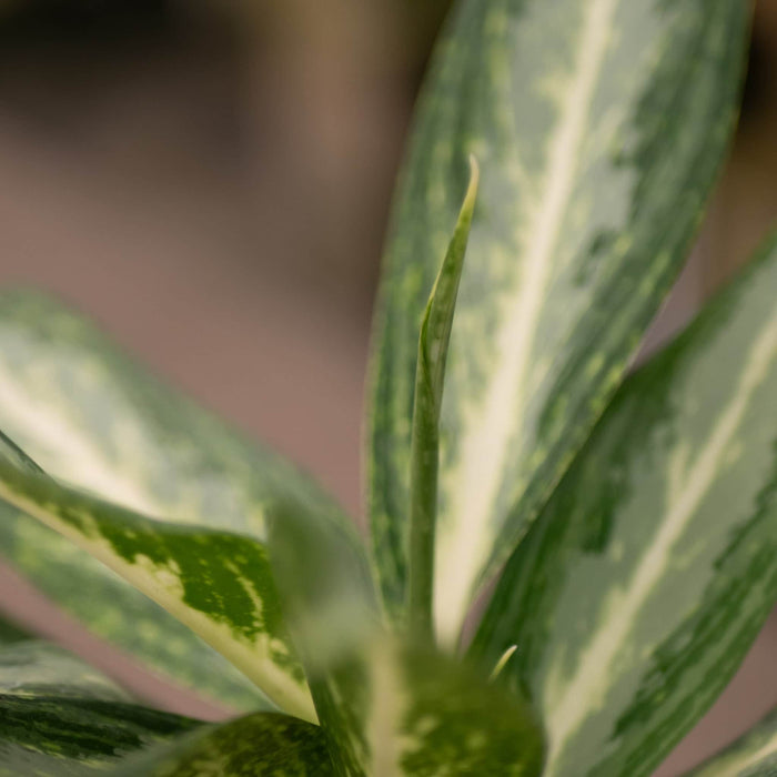Gabriella Plants Other 4" Aglaonema 'White Rain'