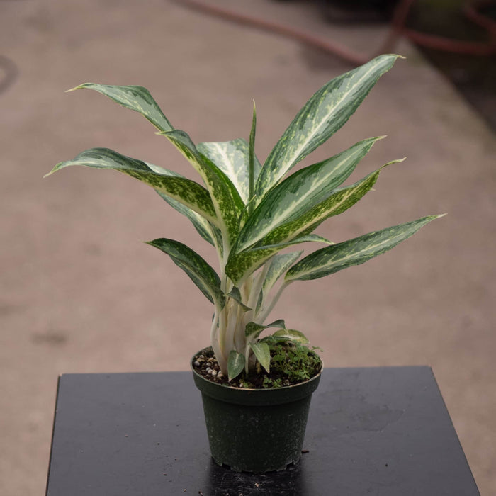 Gabriella Plants Other 4" Aglaonema 'White Rain'