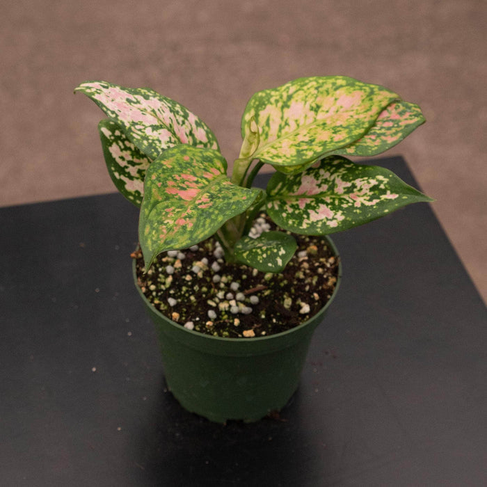 Gabriella Plants Other 4" Aglaonema 'Wishes'