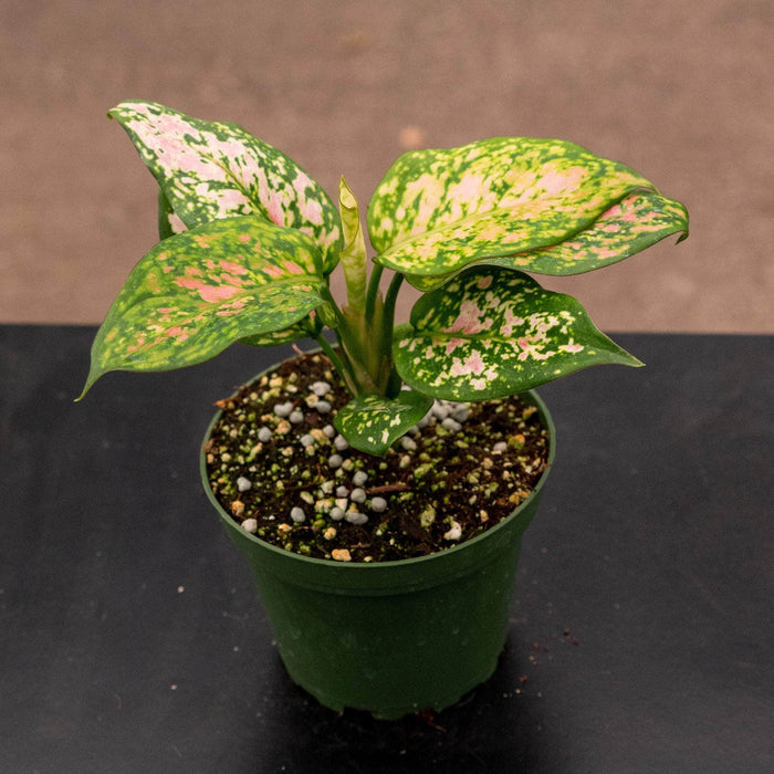 Gabriella Plants Other 4" Aglaonema 'Wishes'