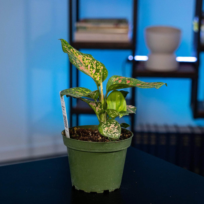 Gabriella Plants Other 4" Aglaonema 'Wishes'