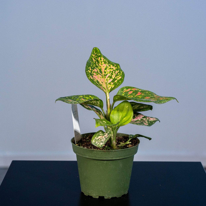 Gabriella Plants Other 4" Aglaonema 'Wishes'