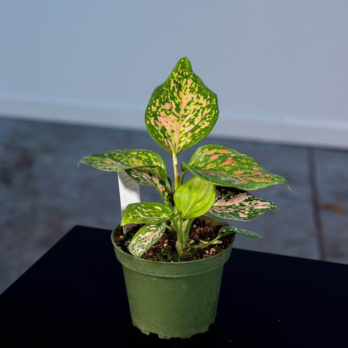Gabriella Plants Other 4" Aglaonema 'Wishes'