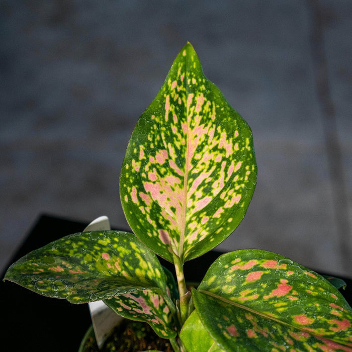 Gabriella Plants Other 4" Aglaonema 'Wishes'