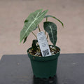 Gabriella Plants Alocasia 4" Alocasia amazonica 'Polly'
