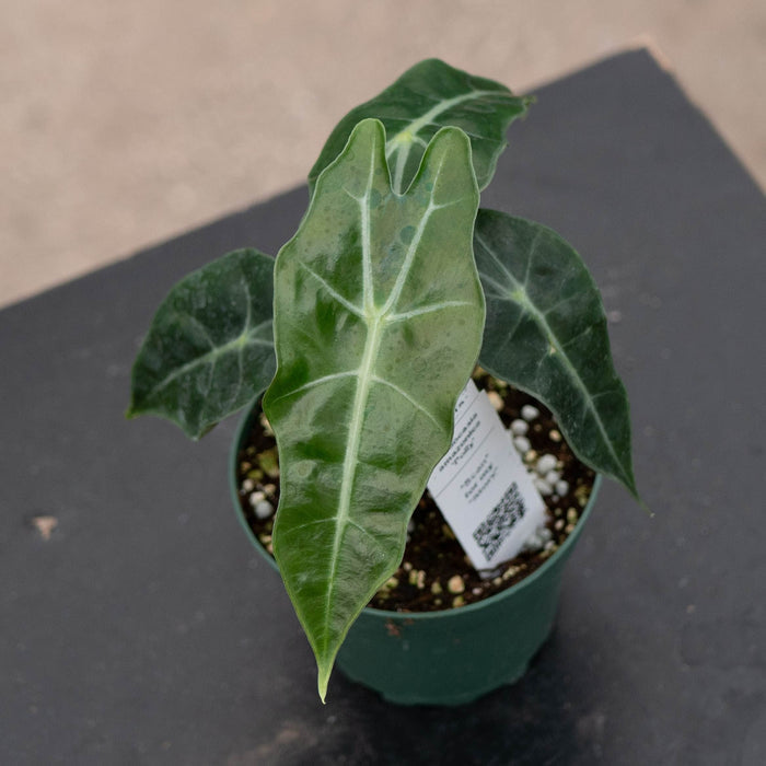Gabriella Plants Alocasia 4" Alocasia amazonica 'Polly'