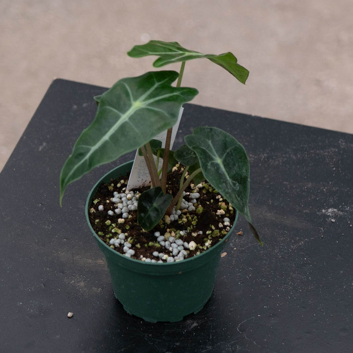 Gabriella Plants Alocasia 4" Alocasia amazonica 'Polly'
