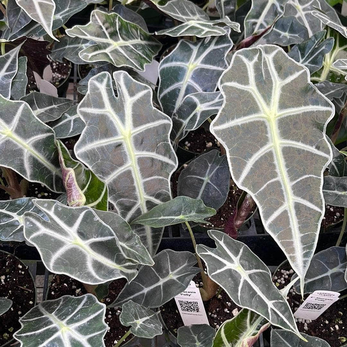 Gabriella Plants Alocasia 4" Alocasia 'Polly'