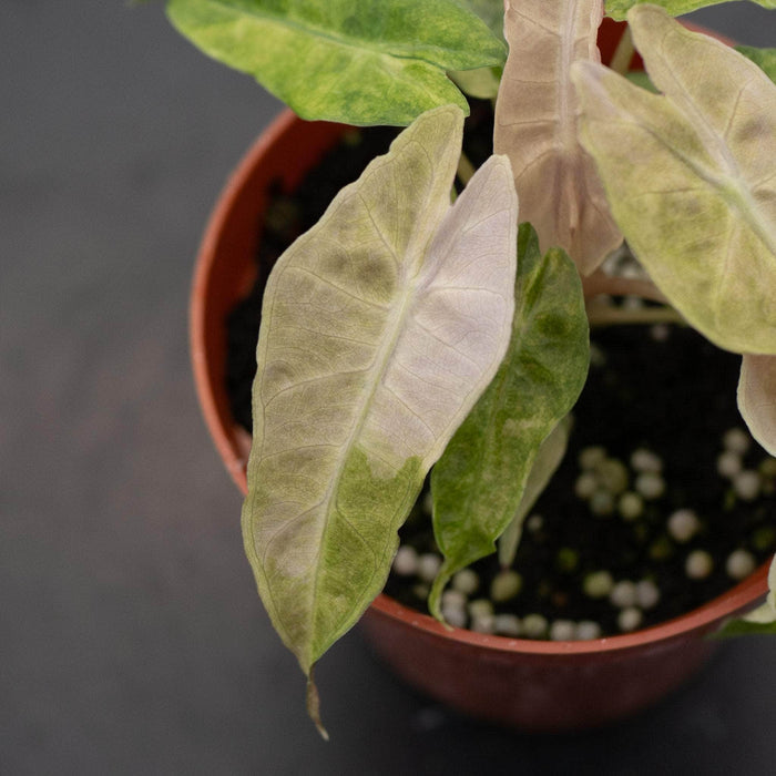Gabriella Plants Alocasia 4" Alocasia amazonica variegated 'Polly'