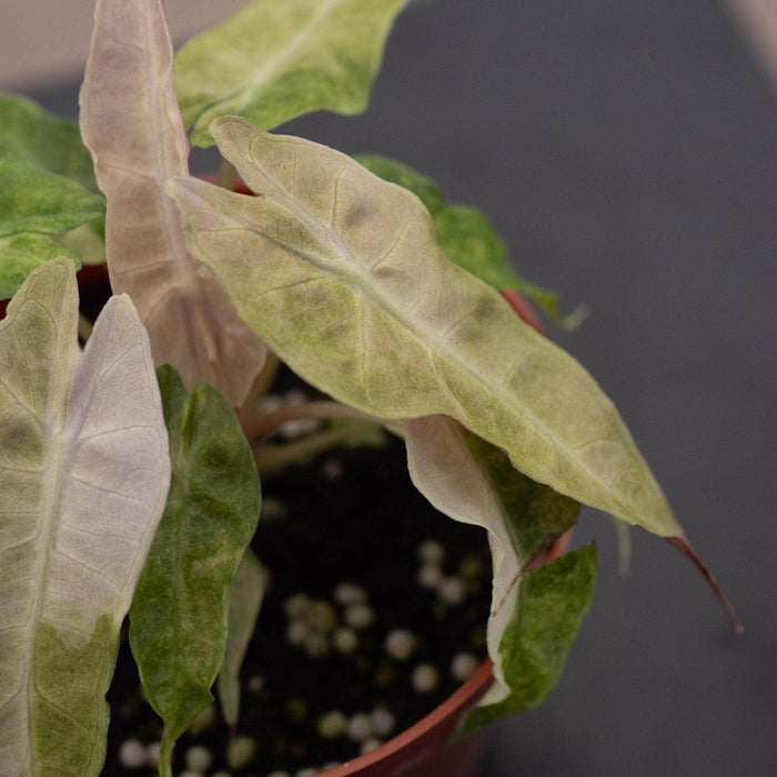 Gabriella Plants Alocasia 4" Alocasia amazonica variegated 'Polly'