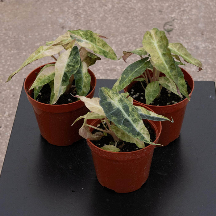 Gabriella Plants Alocasia 4" Alocasia amazonica variegated 'Polly'