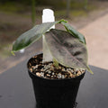 Gabriella Plants Alocasia 4" Alocasia azlanii