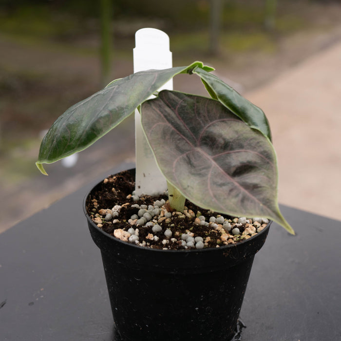 Gabriella Plants Alocasia 4" Alocasia azlanii