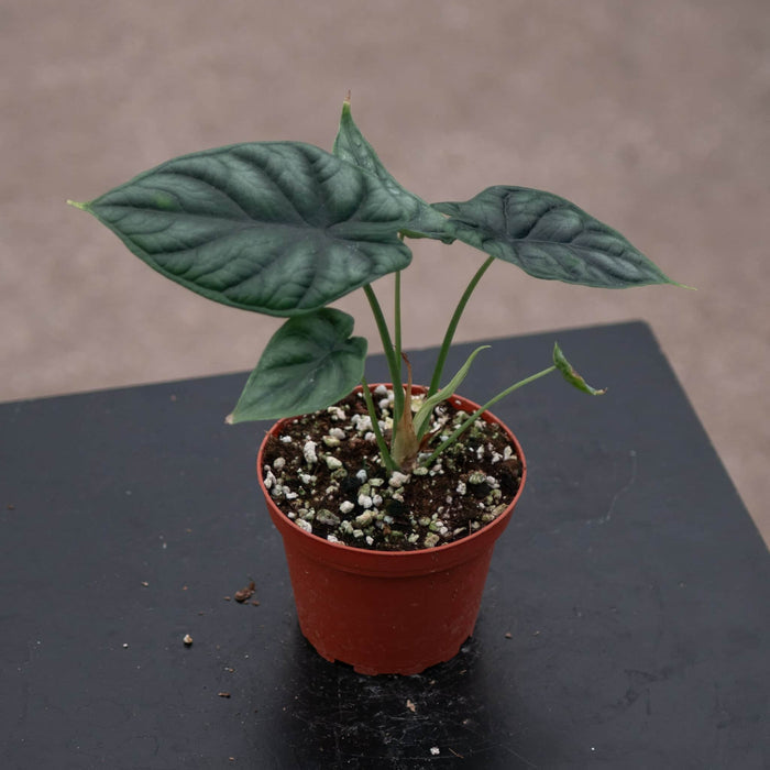 Gabriella Plants Alocasia 4" Alocasia baginda 'Dragon Scale'