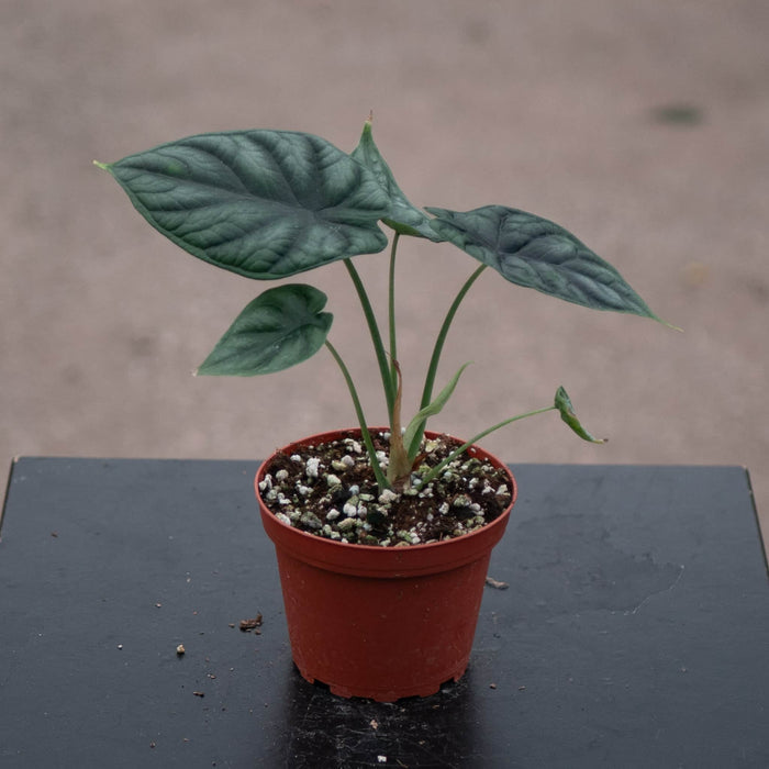 Gabriella Plants Alocasia 4" Alocasia baginda 'Dragon Scale'
