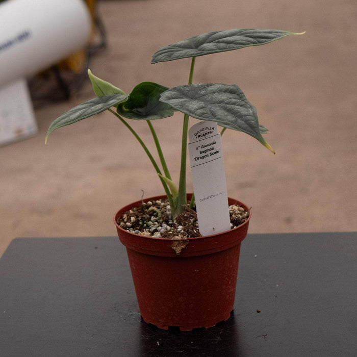 Gabriella Plants Alocasia 4" Alocasia baginda 'Dragon Scale'