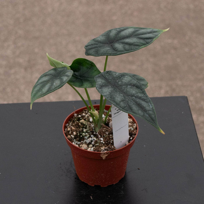 Gabriella Plants Alocasia 4" Alocasia baginda 'Dragon Scale'