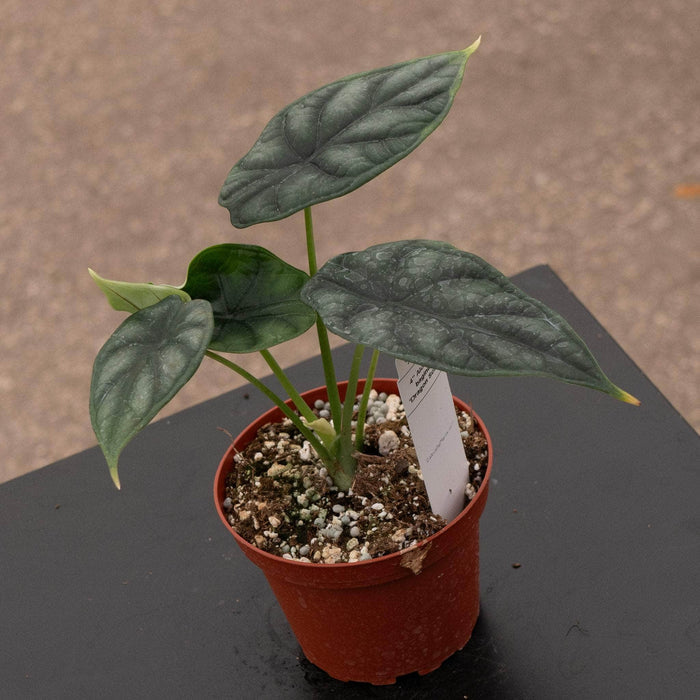 Gabriella Plants Alocasia 4" Alocasia baginda 'Dragon Scale'