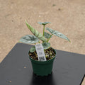 Gabriella Plants Alocasia 4" Alocasia baginda 'Silver Dragon'