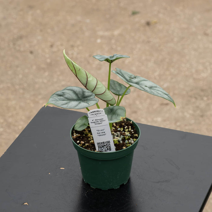 Gabriella Plants Alocasia 4" Alocasia baginda 'Silver Dragon'