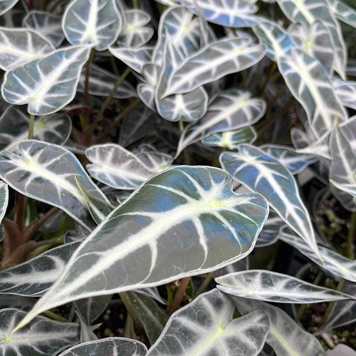 Gabriella Plants Alocasia 4" Alocasia 'Bambino'