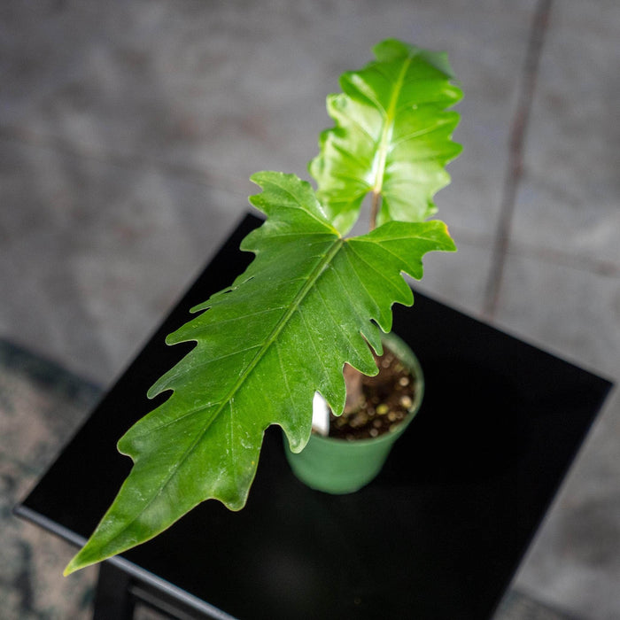 Gabriella Plants Alocasia 4" Alocasia boa