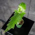 Gabriella Plants Alocasia 4" Alocasia boa