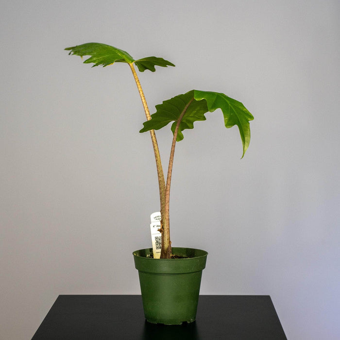 Gabriella Plants Alocasia 4" Alocasia boa
