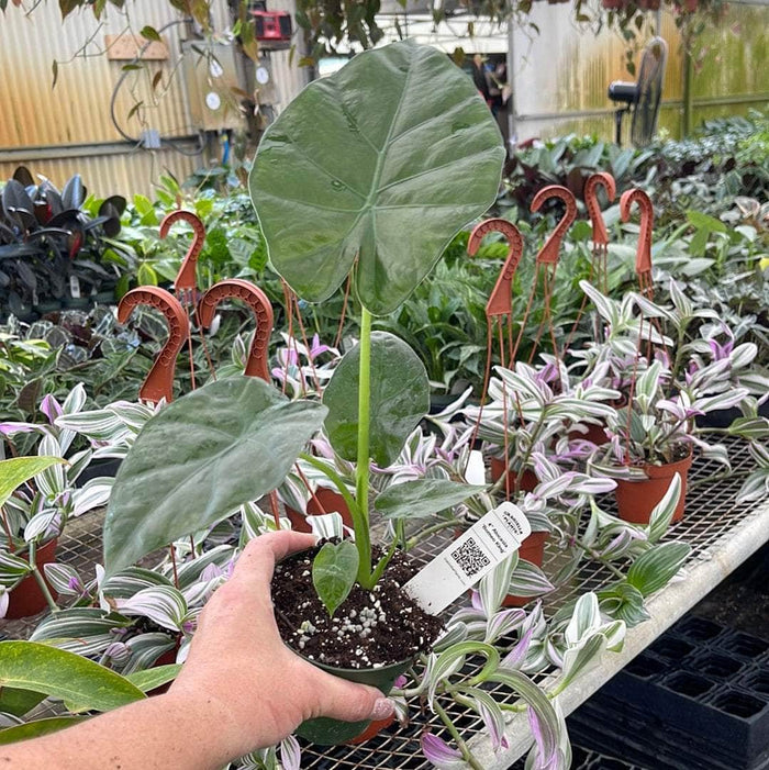 Gabriella Plants Alocasia 4" Alocasia 'Borneo King'