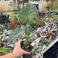 Gabriella Plants Alocasia 4" Alocasia 'Borneo King'