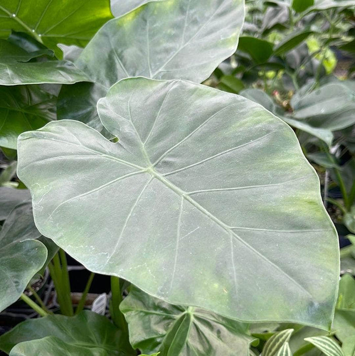 Gabriella Plants Alocasia 4" Alocasia 'Borneo King'