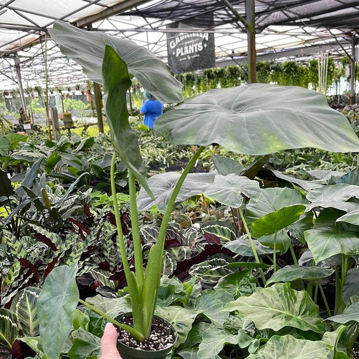 Gabriella Plants Alocasia 4" Alocasia 'Borneo King'