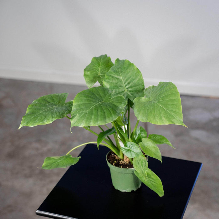 Gabriella Plants Alocasia 4" Alocasia 'Calidora'