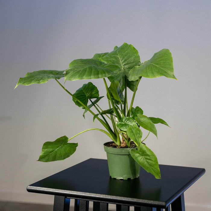 Gabriella Plants Alocasia 4" Alocasia 'Calidora'