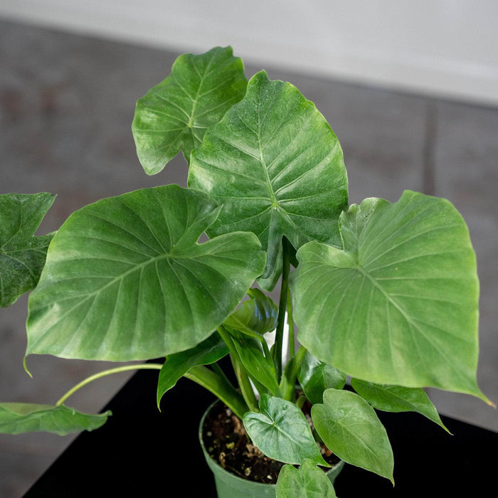 Gabriella Plants Alocasia 4" Alocasia 'Calidora'
