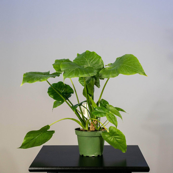 Gabriella Plants Alocasia 4" Alocasia 'Calidora'